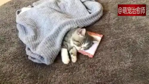  猫咪睡觉还会用小枕头,醒来伸懒腰的那刻好可爱