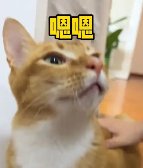  网红猫敦敦突然去世,我的表情包终究还是离开了我猫王喵星胰腺炎网易订阅