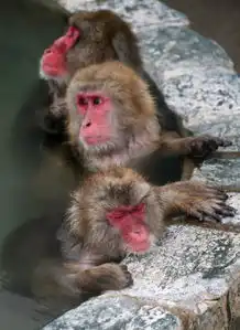  日本猕猴悠然泡温泉打呵欠伸懒腰表情销魂图