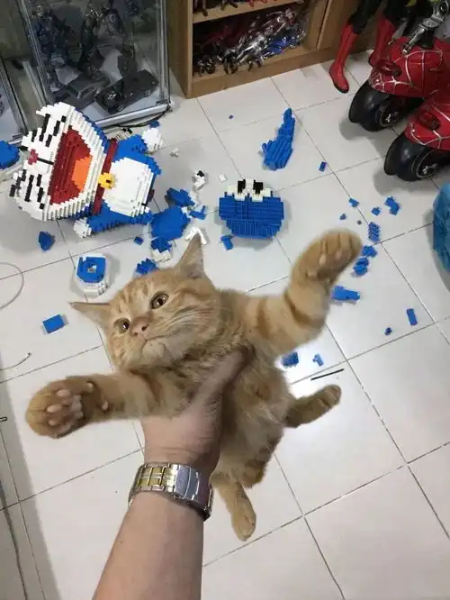  猫咪打碎主人刚拼好的积木玩具,原因竟是