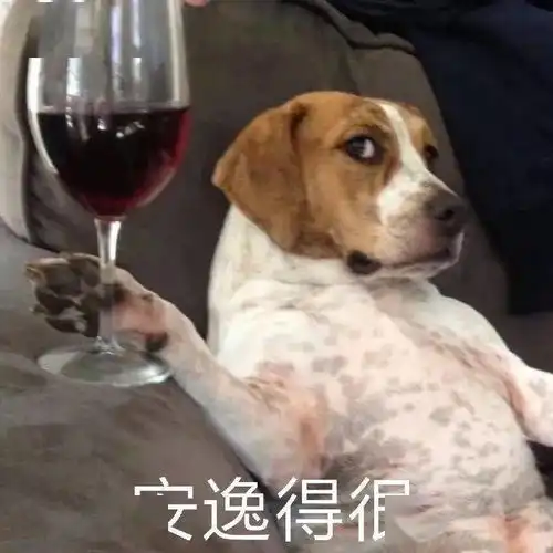 搞笑大笑表情动物