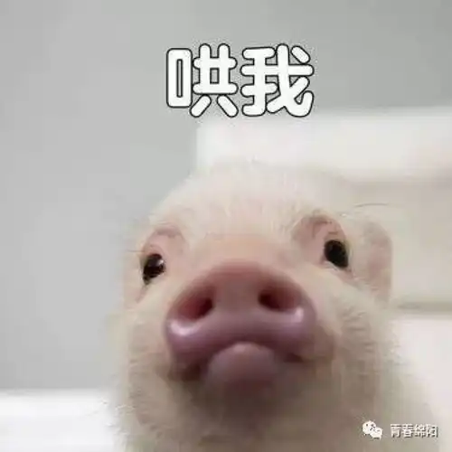  你们一天发800次的表情包网红到底是谁