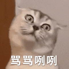 cc猫动态表情包表情