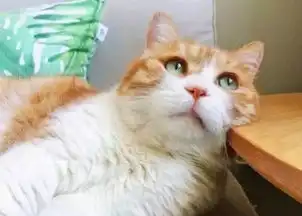  网友说自家猫似乎永远都不开心,我一看这不时表情包吗
