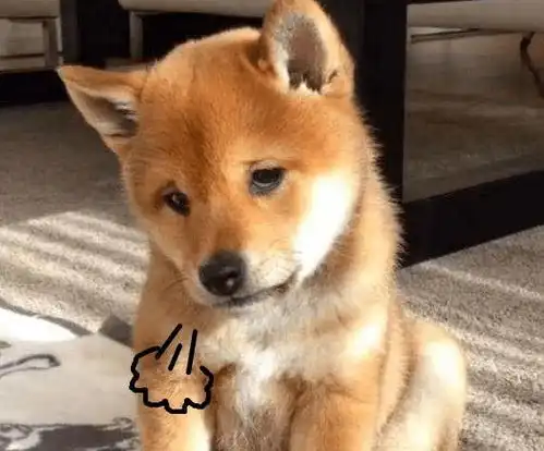帮我关下灯表情包柴犬说