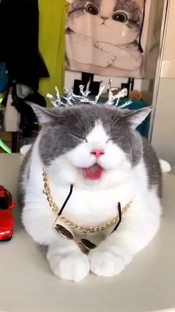  渣猫锡纸烫,做个发型这么开心笑成一个表情包了
