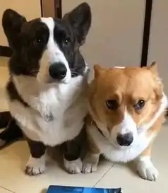  大家帮我判断一下到底是哪只柯基犬犯了错我猜是左边一只
