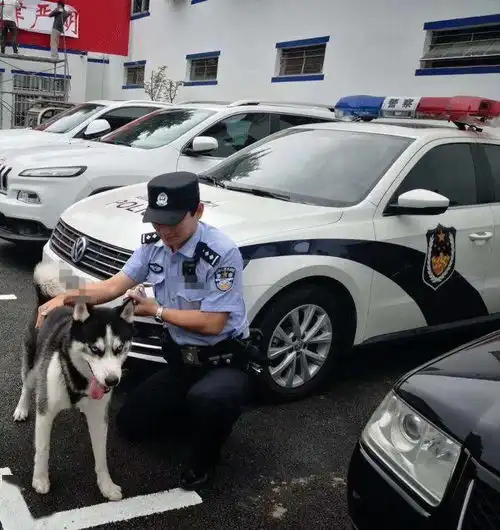  迷路二哈进了警察局,蹭吃蹭喝搞破坏,警察蜀黍直呼养不起
