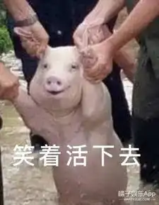  继吸猫吸狗之后又开始流行吸猪,这只中国网红猪竟然红到了国外