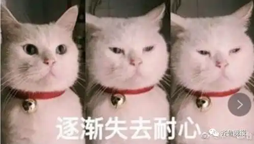 猫咪开心表情包猫妈
