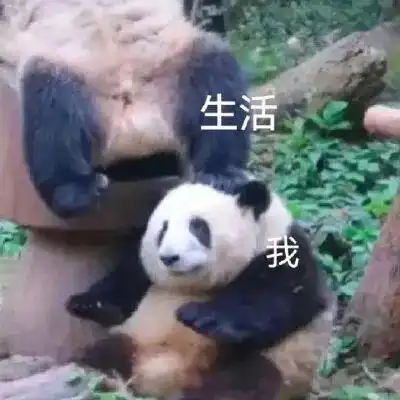 熊猫动漫喝奶茶表情包