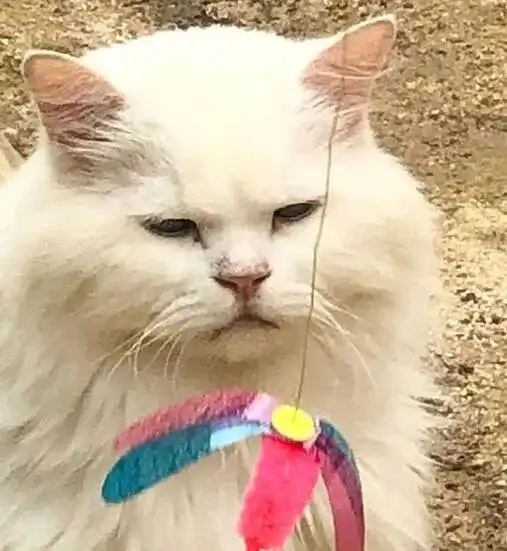 猫咪开心表情包开心