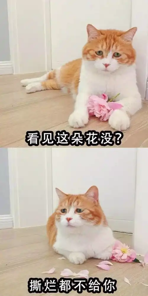  一些流传很广的喵表情,可以说非常戏精了