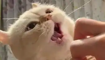  猫薄荷的魔术,能让猫咪开心一个下午