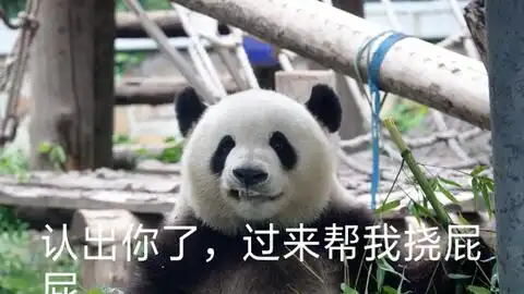 传统美德表情包熊猫