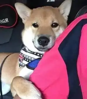  妈妈在开车,犯困的柴犬突然搂住她的手臂只有这样,我才能睡得着啦