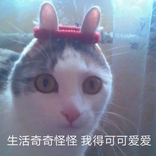 小哈皮表情包表情包