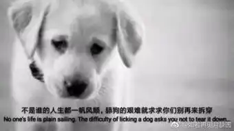 舔狗图片表情包foster