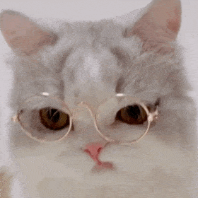  超级可爱的网红猫咪动态表情包