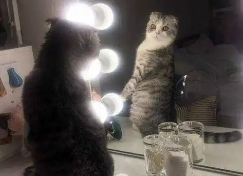  为什么主人瞒着我偷偷在家藏了别的猫咪