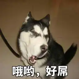  戈赞狗狗发怒时的预兆当狗狗这样做的时候一定要小心了
