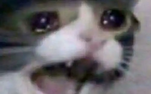 灭灭子表情包猫咪