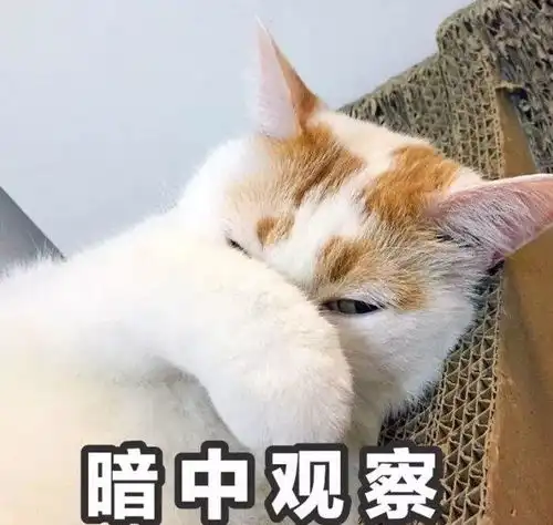  说好的幸福呢自从养猫后,我天天都要被它气哭