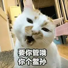  表情网红猫楼楼动态表情