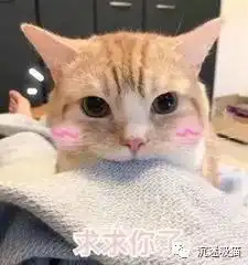  超多猫咪可爱表情包吸猫患者福音来斗图啊,信不信我萌死你