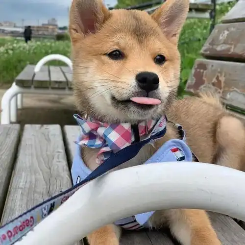  没有什么吸柴犬解决不了的烦恼,如果有,那就多吸几口