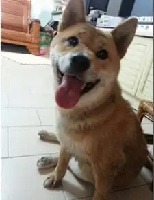  男子等红灯遇走失柴犬坐上其摩托车盼主人领回