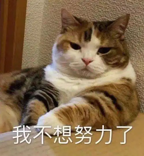 各个表情包的意思猫咪