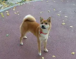  中型犬有哪些品种中型犬种类大全,你没见过的狗还有很多
