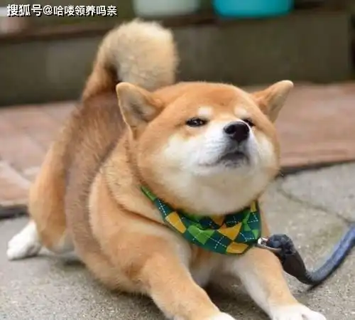  最戏精的狗狗之一柴犬,让人迷恋的绝不止微笑和表情包