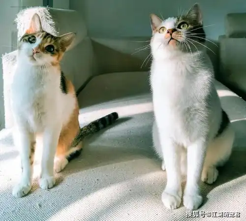  中华田园猫中人气最高的四种喵星人,第一种是当之无愧的网红猫