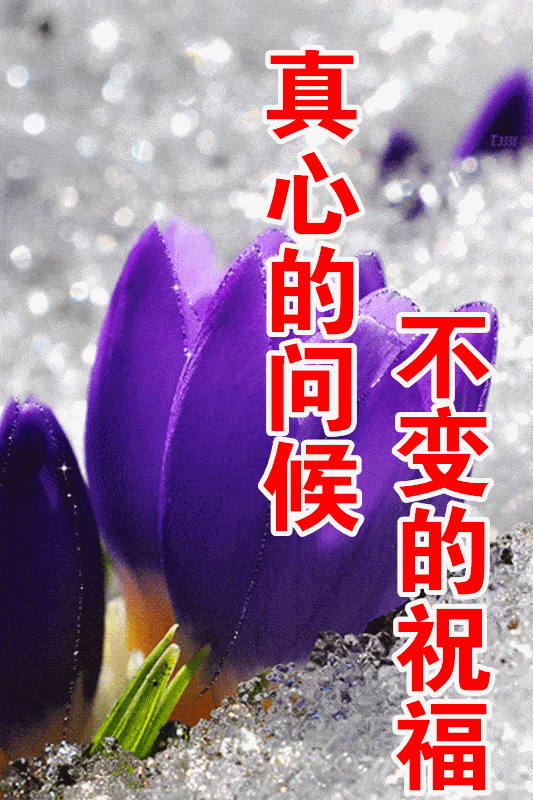  2月最美春天免打字早上好动画鲜花表情图片创意好看的春天早安问候祝福动态图片鲜花带字早上好问候语录今天
