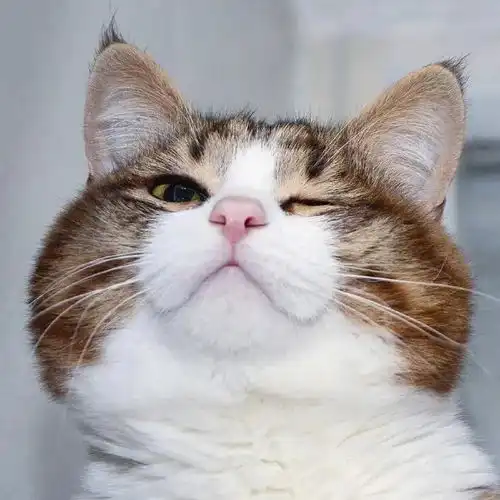  震惊猫猫脸笑翻全网,主人别笑了它很痛苦
