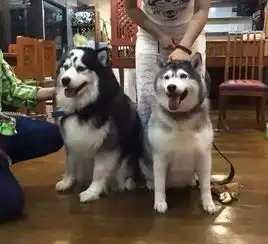 早啊表情包可爱二哈