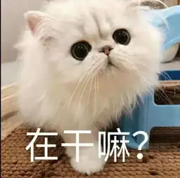  超软萌可爱猫咪表情包你看我的样子像开心吗