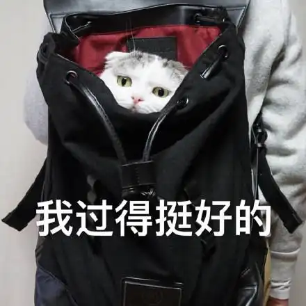  猫咪表情包拜托拜托了我可以盘你吗