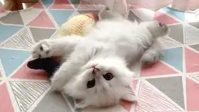  这样的小猫你确定不想要32天的小奶猫,大秀呆萌表情