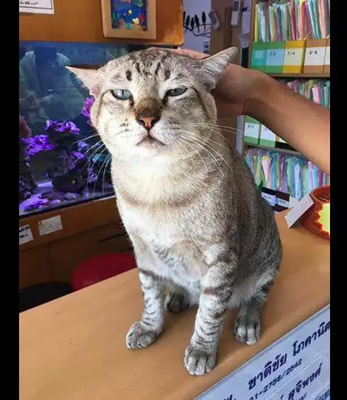  客人在撸猫的时候说它胖,结果它的表情马上变了活得不耐烦了
