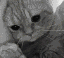  这只猫每到修毛,剪指甲时整只猫就呆滞了,这表情萌炸了...