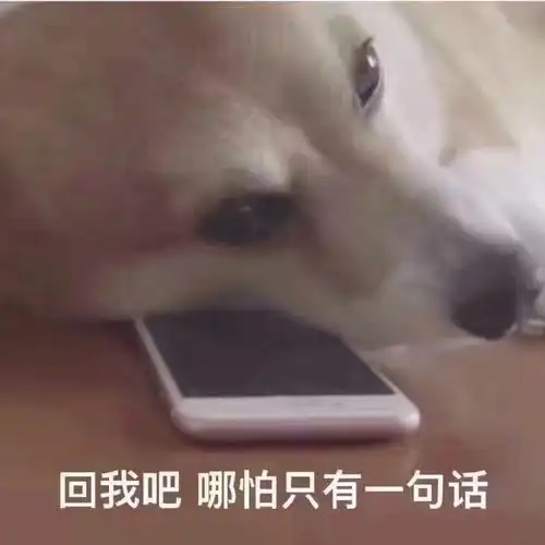 舔狗图片表情包动物