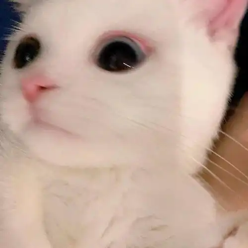  网红猫咪小奶猫蛋崽表情包三