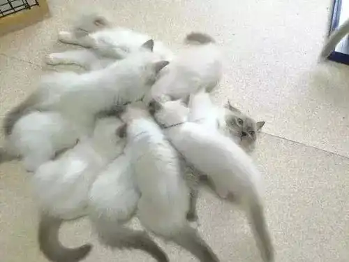  能够一次产下16只猫宝宝,你家猫咪也可以做到...