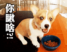  装逼小黄猫表情包