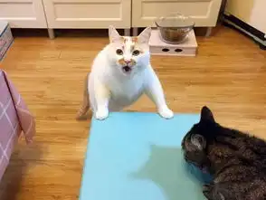 那只用表情入侵地球的网红猫,今天终于要回喵星了