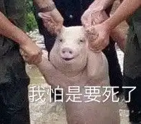  网红小猪表情包无水印下载网红小猪表情包无水印下载飞翔下载