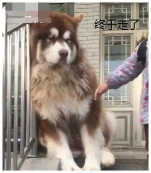  阿拉斯加整天被小主人折磨,看到小主人去上课,脸上露出笑容